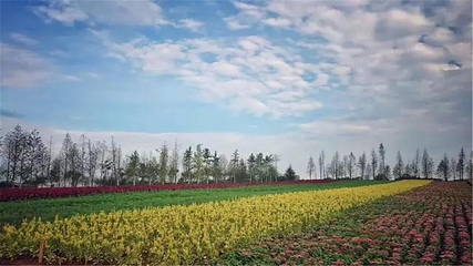 伏热花海庄园第 37 张图片