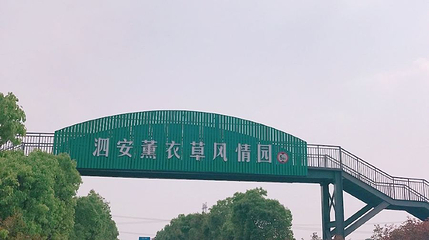 长兴泗安薰衣草风情园第 1 张图片