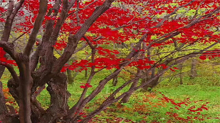 云岭野山参风景区第 13 张图片