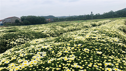 临湘市菊花博览园第 20 张图片