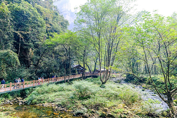 金鞭溪峡谷第 23 张图片