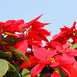 陈村花卉世界