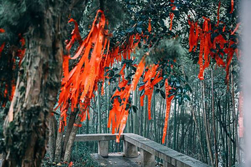 君山岛景区第 8 张图片
