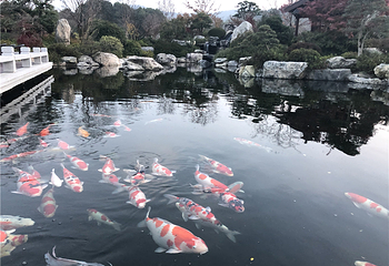 九龙湾花星球第 110 张图片