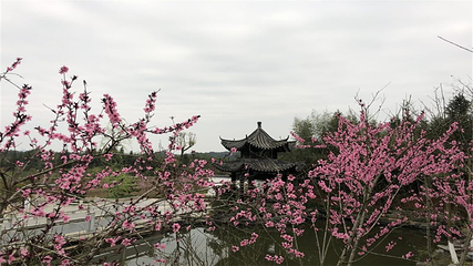 花田厝鲜花艺术小镇第 52 张图片