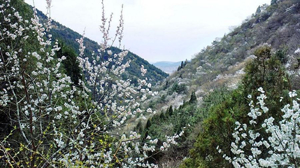 桃花山风景区第 1 张图片