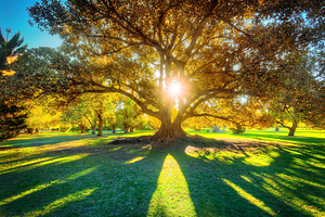 阿德莱德植物园