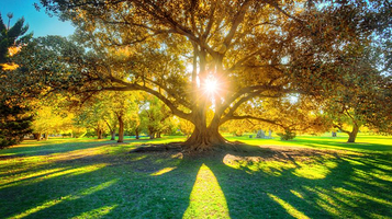 阿德莱德植物园