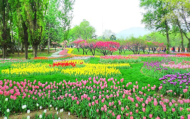 花海乐园第 1 张图片