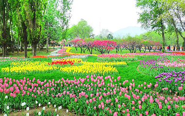 花海乐园第 2 张图片