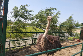 鳄鱼湖山庄第 5 张图片