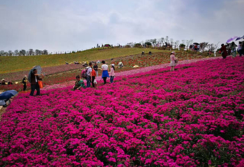 杨梅基地第 29 张图片