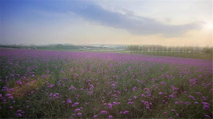 伏热花海庄园第 70 张图片