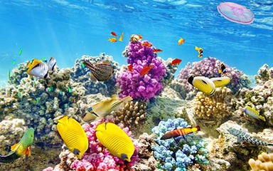 海之语海洋世界第 14 张图片