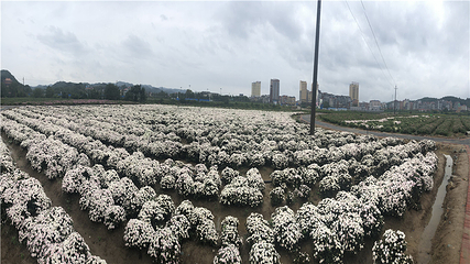 临湘市菊花博览园第 25 张图片
