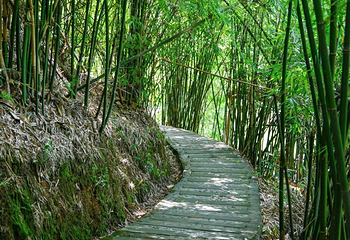 沐川竹海旅游景区第 12 张图片