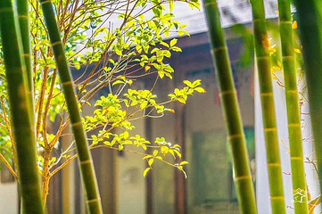 树山生态村第 13 张图片