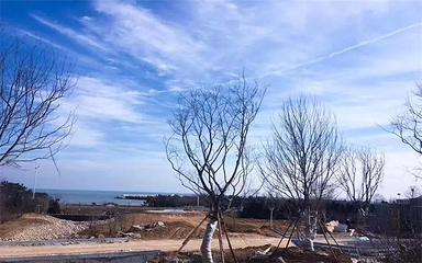 中国杜鹃花博览园第 13 张图片