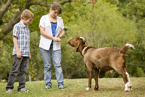 丘吉尔岛传统农场