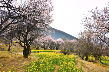 嘎拉桃花村第 10 张图片