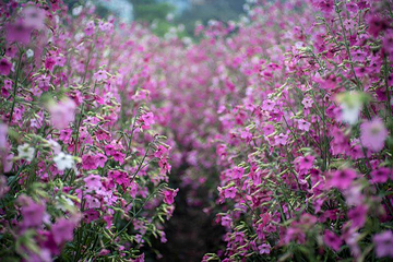 清溪谷旅游区-花田酒地景区第 64 张图片