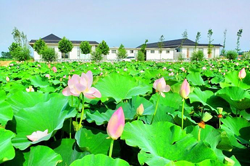 日照荷仙子湿地风景区第 1 张图片
