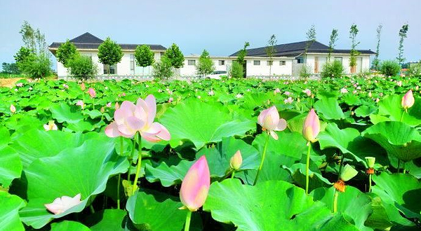 日照荷仙子湿地风景区