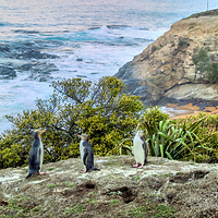 奥玛鲁蓝企鹅保护中心