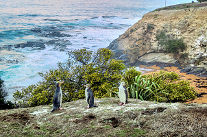 奥玛鲁蓝企鹅保护中心