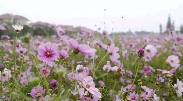 巴城音花艺境浪漫花海主题乐园