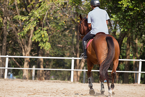 金鞍马术俱乐部