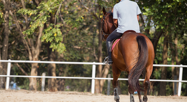 金鞍马术俱乐部