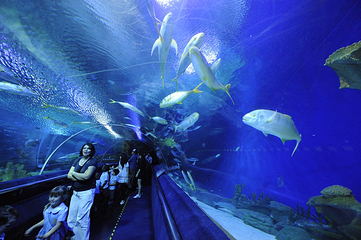 吉隆坡城中城水族馆第 25 张图片