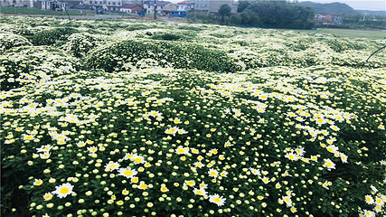 临湘市菊花博览园第 32 张图片