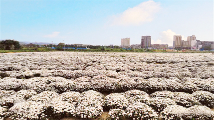 临湘市菊花博览园第 26 张图片