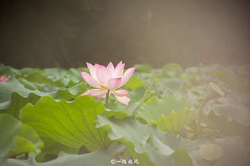 流花湖公园第 29 张图片