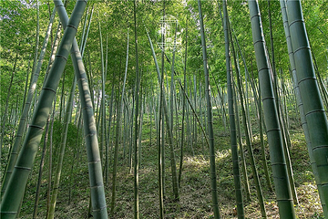 剑池第 14 张图片