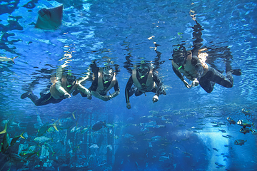三亚亚特兰蒂斯失落的空间水族馆第 126 张图片