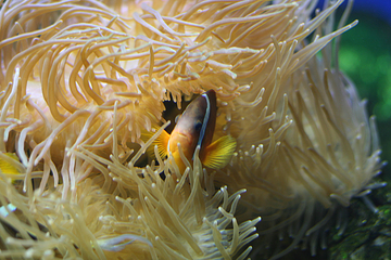 奥杜邦美洲水族馆第 20 张图片