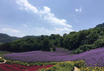 清溪谷旅游区-花田酒地景区第 76 张图片