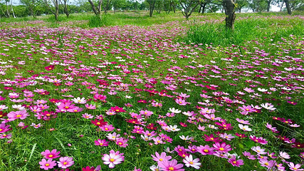 岳阳樱花园第 41 张图片