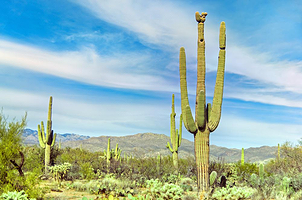 巨人柱国家公园