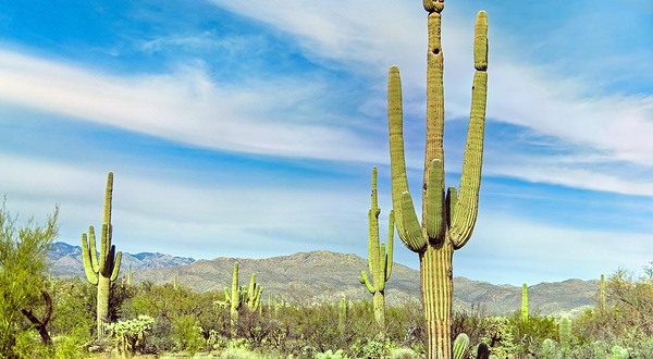 巨人柱国家公园