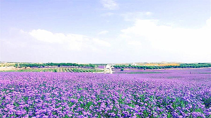 宁夏薰衣草庄园(兴庆区沙漠运动公园)第 7 张图片