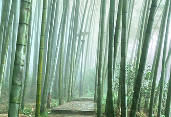茶山竹海第 18 张图片