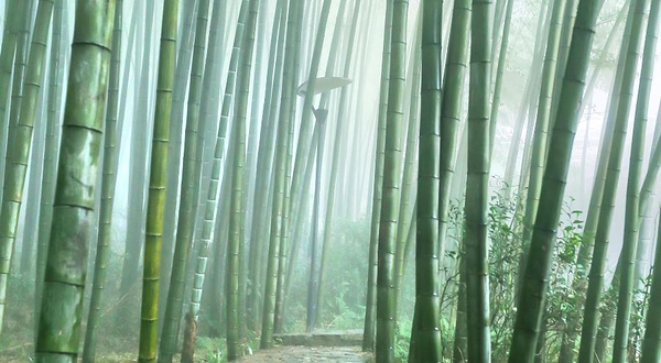 茶山竹海