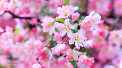常宁百万樱花园第 2 张图片