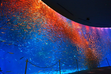 名古屋港水族馆第 5 张图片