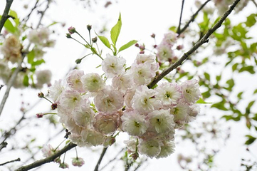 花田广兴宝塔浪漫樱花园第 15 张图片
