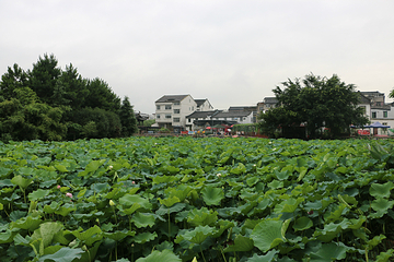 三垟湿地第 22 张图片